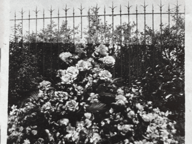 Blooming roses against ornate iron fence at historic Saint Oswald's Memorial Church, creating romantic heritage wedding venue backdrop
